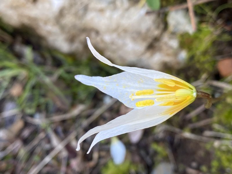 Erythronium shastense, photographed by Matt Berger