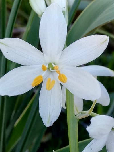 Anthericum baeticum, photographed by Karim Haddad