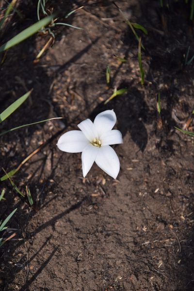 Apodolirion buchananii, photographed by William Stephens