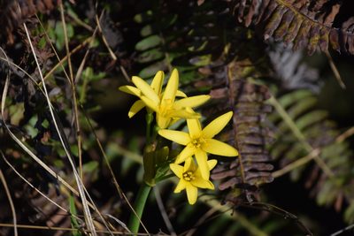 Cyrtanthus breviflorus, photographed by William Stephens