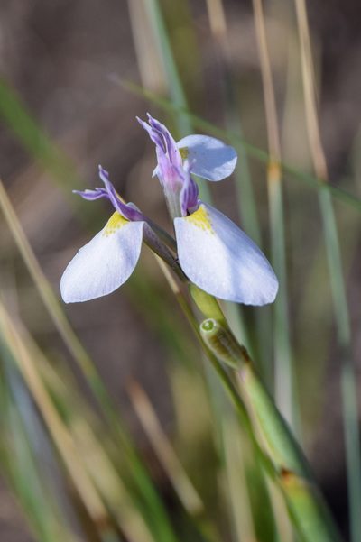 Moraea modesta, photographed by William Stephens