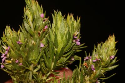Muraltia vulpina, photographed by Brian du Preez