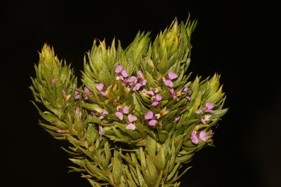Muraltia vulpina, photographed by Brian du Preez