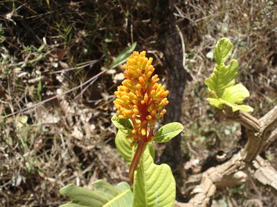 Palicourea rigida, photographed by Leonardo Bergamini