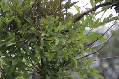 Vitex obovata, photographed by Tony Rebelo