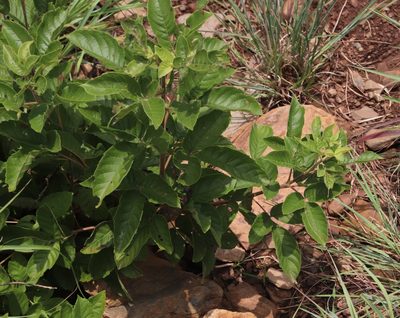 Searsia rogersii, photographed by Tony Rebelo
