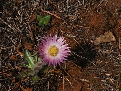 Helichrysum ecklonis, photographed by William Stephens