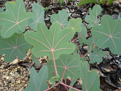 Manihot peltata, photographed by Leonardo Bergamini