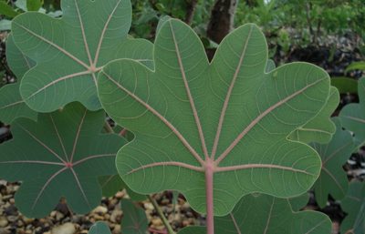 Manihot peltata, photographed by Leonardo Bergamini