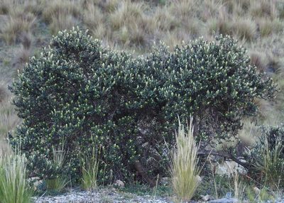 Buddleja coriacea, photographed by John G. Phillips