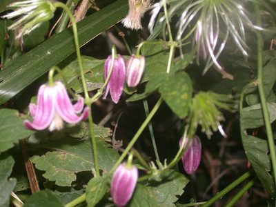 Clematis lasiandra, photographed by lansan