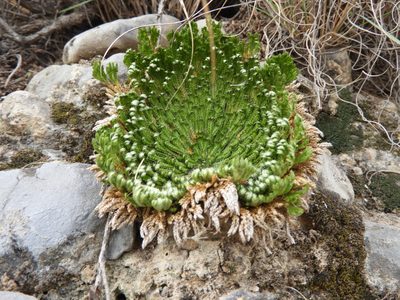 Selaginella pilifera, photographed by Leticia Jiménez Hernández