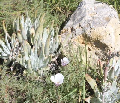 Dudleya virens, photographed by redrovertracy