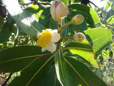 Kielmeyera coriacea, photographed by Leonardo Bergamini