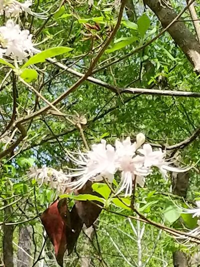 Rhododendron alabamense, photographed by Rob John