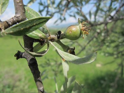Pyrus salicifolia, photographed by Grzegorz Grzejszczak