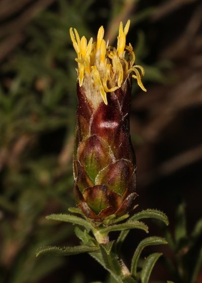 Pteronia stoehelinoides, photographed by Brian du Preez