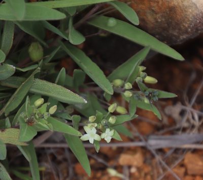 Basananthe sandersonii, photographed by Tony Rebelo