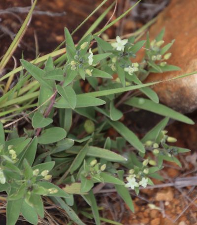 Basananthe sandersonii, photographed by Tony Rebelo