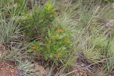Searsia rogersii, photographed by Tony Rebelo