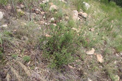 Cryptolepis oblongifolia, photographed by Tony Rebelo