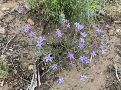 Ipomopsis pumila, photographed by CK2AZ
