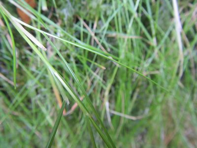 Anthoxanthum tongo, photographed by douglaseustonbrown