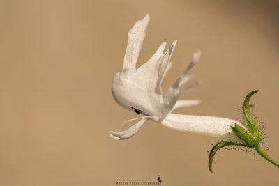 Schizanthus candidus, photographed by Matias Adolfo González Tobar