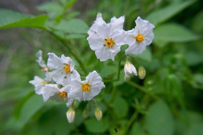 Solanum maglia, photographed by Matias Adolfo González Tobar
