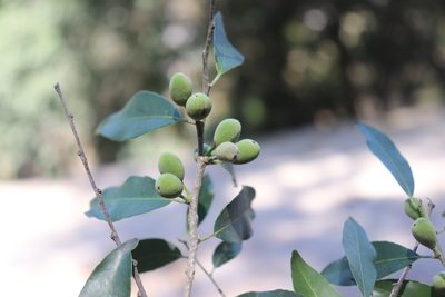 Drypetes gentryi, photographed by alejandrozab