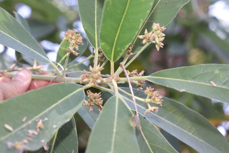Persea liebmannii, photographed by alejandrozab