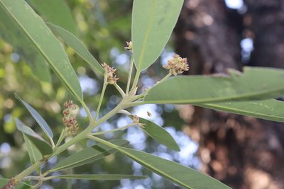 Persea liebmannii, photographed by alejandrozab