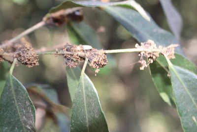 Drypetes gentryi, photographed by alejandrozab