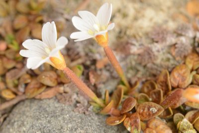 Epilobium angustum, photographed by Jon Sullivan
