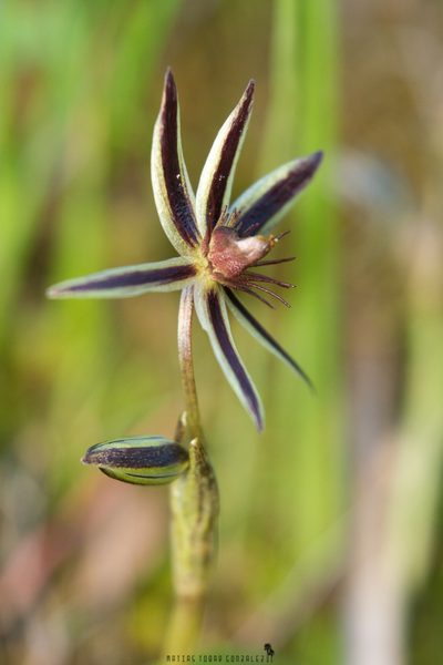 Miersia tenuiseta, photographed by Matias Adolfo González Tobar