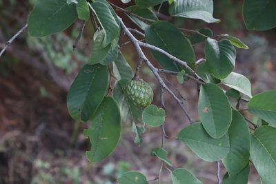 Annona senegalensis, photographed by Tony Rebelo