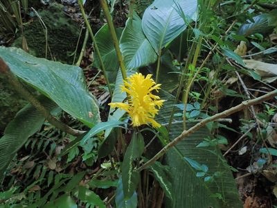 Aphelandra chamissoniana, photographed by Tsssss