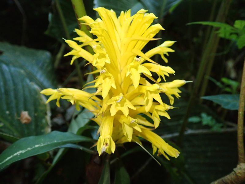 Aphelandra chamissoniana, photographed by Tsssss