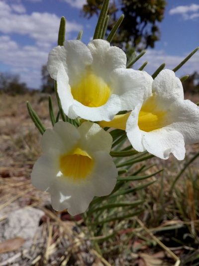 Anemopaegma arvense, photographed by Tsssss