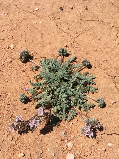 Phacelia arizonica, photographed by Cecelia Alexander
