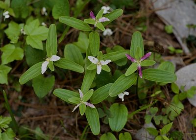 Trillium texanum, photographed by Michelle W. （鍾偉瑋）