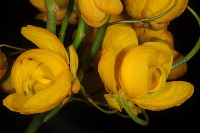 Senna aphylla, photographed by aacocucci