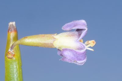 Monttea aphylla, photographed by aacocucci