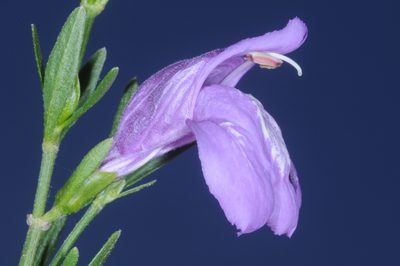 Poikilacanthus tweedieanus, photographed by aacocucci