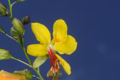 Arquita mimosifolia, photographed by aacocucci