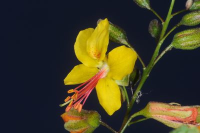 Arquita mimosifolia, photographed by aacocucci