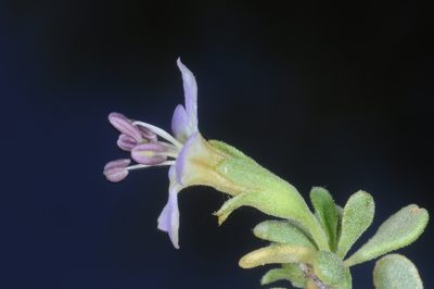 Lycium elongatum, photographed by aacocucci