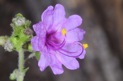 Mirabilis ovata, photographed by aacocucci