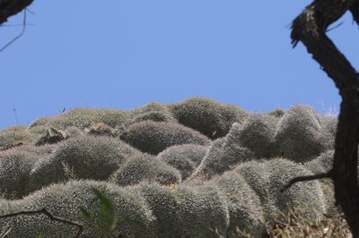 Deuterocohnia abstrusa, photographed by aacocucci