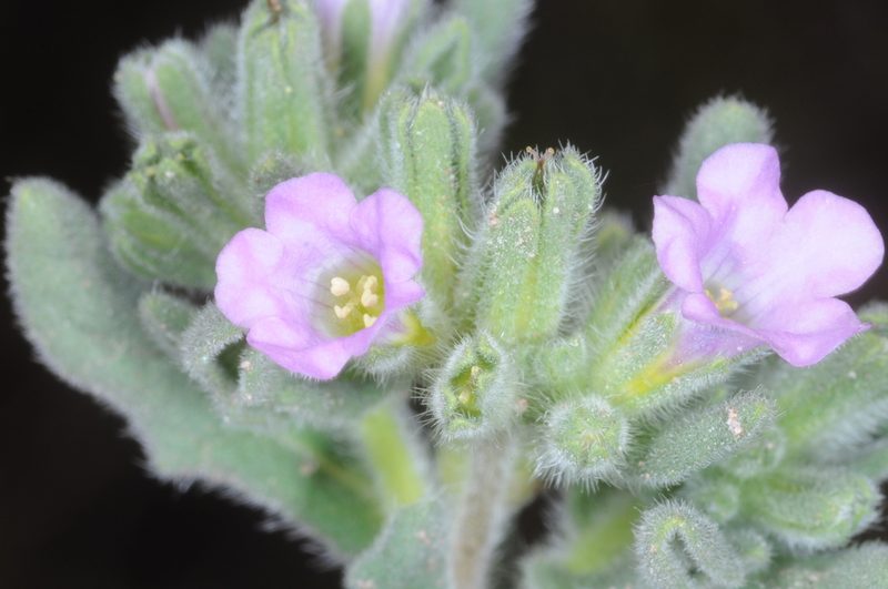 Nama undulata, photographed by aacocucci